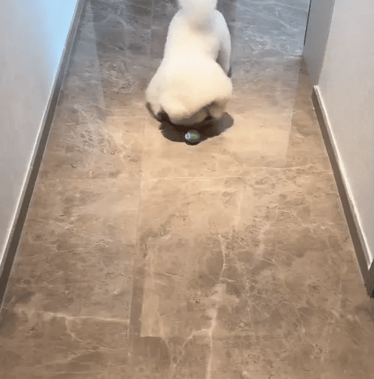 Interactive Ball with Tail™ – A Chase They Can’t Resist!